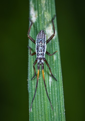 Macro Photo of White and Black Eastern Longhorn Beetle