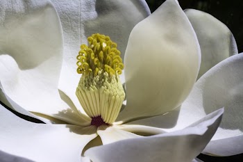 Macro Photo of White Magnolia in Bloom