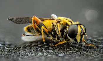 Macro Photo of Yellow Wasp