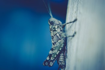 Macro Photograph of Bush Cricket