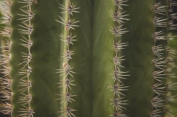macro photograph of cactus plant