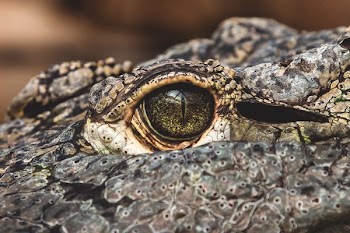 macro photograph of crocodile's eye