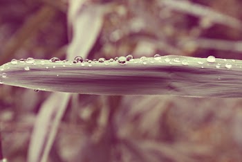 Macro Photograph of Plant With Water Dewdrops