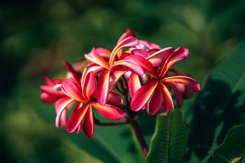 Macro Photograph of Red Frangipani