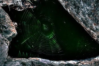 Macro Photograph of Spider's Web