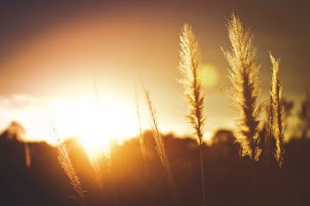 macro photograph of wheat