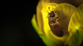 Macro Photography Brown Beetle on Yellow Flower