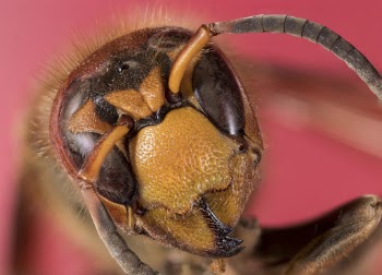 Macro Photography of a Bee