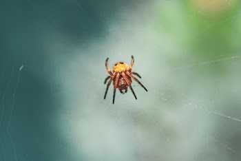 Macro Photography of a Brown Spider on Web