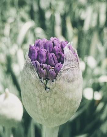 Macro Photography of a Flower Bud