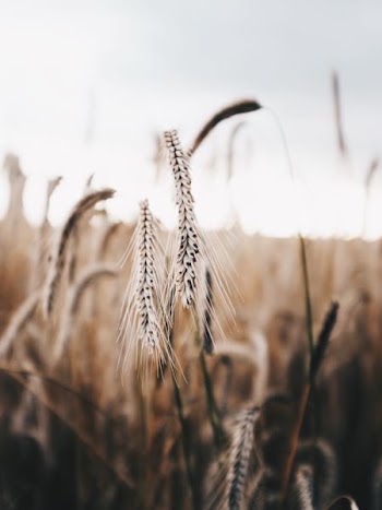 macro photography of a wheat