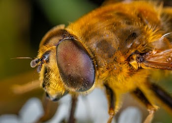 Macro Photography  of An Insect