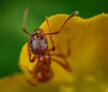 Macro Photography of Ant