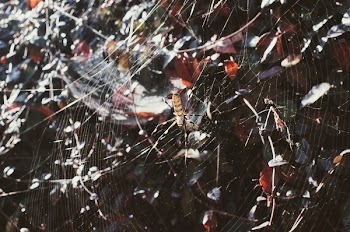 Macro Photography of Argiope Spider