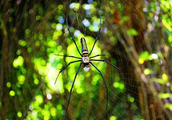 Macro Photography of Argiope Spider on Web