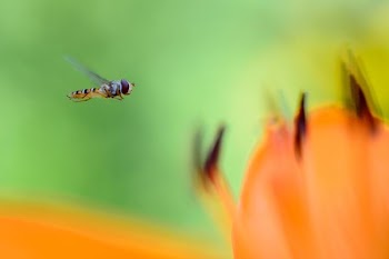 macro photography of bee