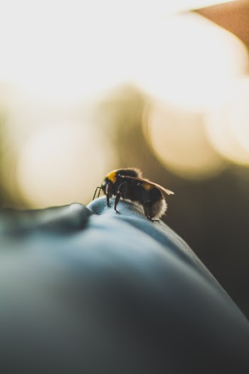Macro Photography of Bee