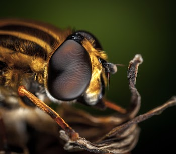 Macro Photography of Bee