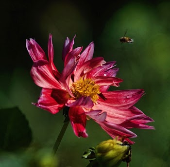 Macro Photography Of Bee Hovering On Pink Petaled Flower