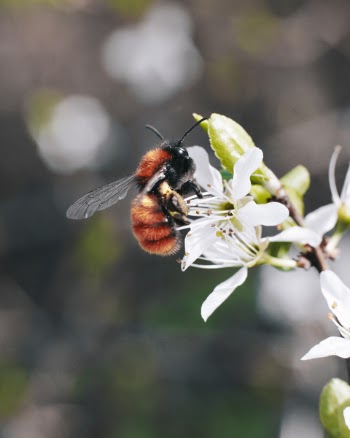 Macro Photography of Bee on Flower
