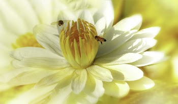 Macro Photography of Bees On Flower