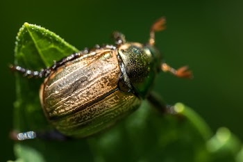 Macro Photography of Beetle on Leaf