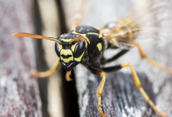 Macro Photography of Black and Brown Bee