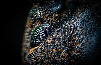 Macro-photography of Black and Brown Skin