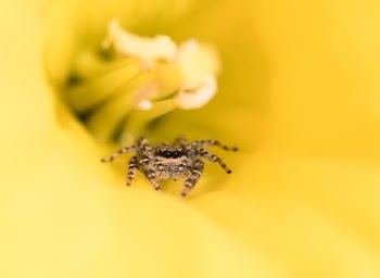 Macro Photography of Black and Brown Spider