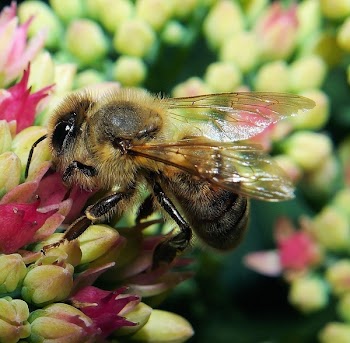 Macro Photography of Black and Yellow Bee