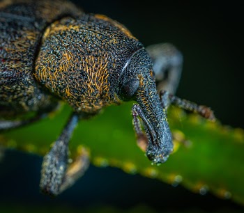 Macro Photography Of Black And Yellow Beetle