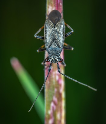 Macro Photography of Black Beetle