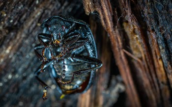  Macro Photography of Black Bug