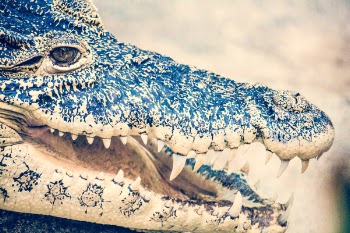Macro Photography of Black Crocodile