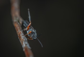 Macro Photography of Black Insect on Brown Twig