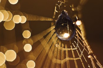 Macro Photography of Black Spider on Web