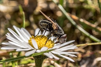 Macro Photography of Black Wasp