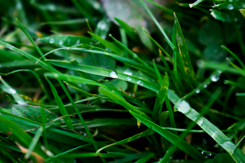 Macro Photography of Blade of Grass