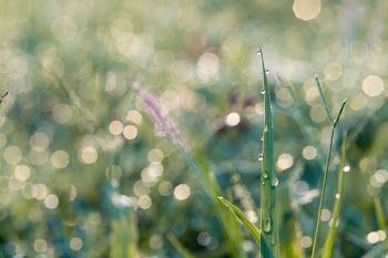 Macro Photography Of Blades Of Grass