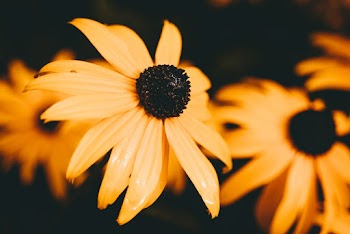 Macro Photography of Blooming Yellow Daisy Flowers