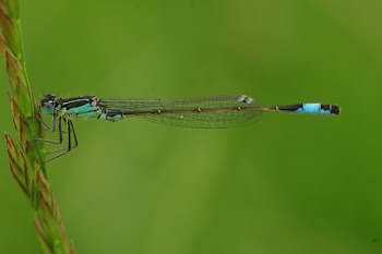 Macro Photography of Blue and Brown Dragonfly
