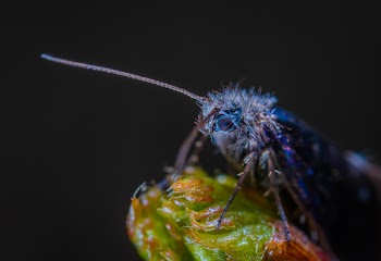 Macro Photography Of Blue Insect