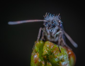 Macro Photography of Blue Moth