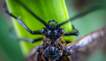 Macro Photography of Brown and Black Beetle