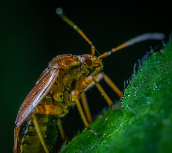 Macro Photography of Brown Beetle on Green Leaf