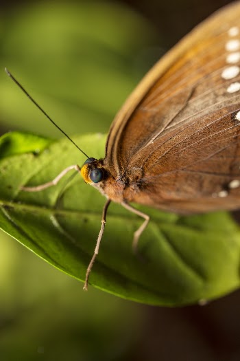 Macro Photography of Brown Butterfly