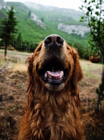 Macro Photography Of Brown Dog