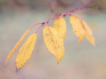 macro photography of brown elaves