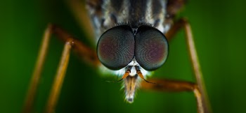 Macro Photography of Brown Fly