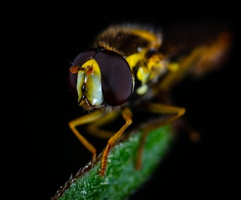 Macro Photography of Brown Fly Perched on Green Leaf